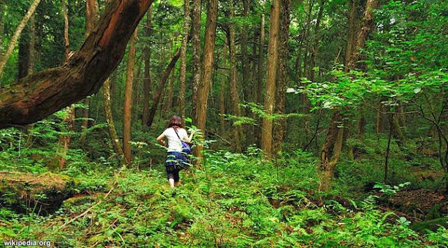 Berburu Harta Karun di Hutan Larangan Riau