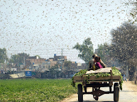 Army of 100,000 Chinese Ducks on Standby to Combat Locust Swarms