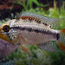 Apistogramma Xingu