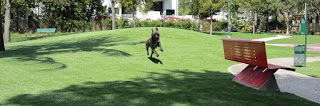 materials used in the production of fake grass are safe enough for dogs, yet strong enough to dogs artificial grassdogs of different sizes, age and breeds can do.