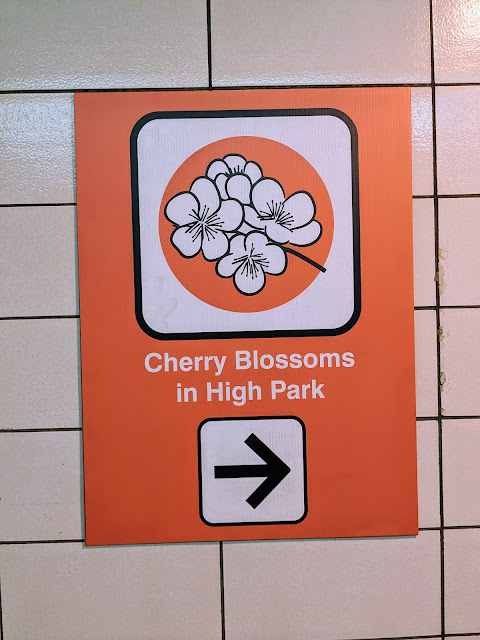 Every year High Park station is besieged with visitors in search of the cherry blossoms at High Park