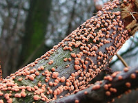 Nectria cinnabarina