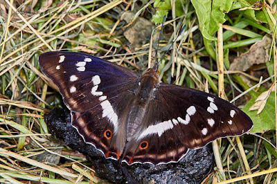 Apatura iris