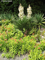 White aloe, Pukekura Park - New Plymouth, New Zealand