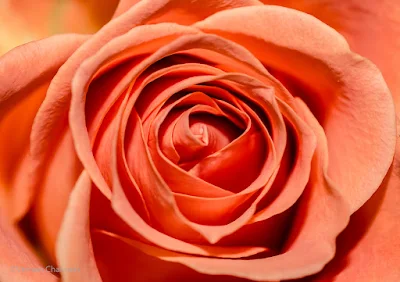 Canon EOS 70D/ EF 100mm f/2.8 Macro USM Lens -  Close-Up / Macro Flowers