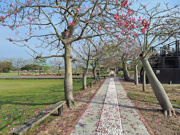 台南鹽水台灣詩路(台灣文學步道)美人花隧道、香水蓮花池、觀景台