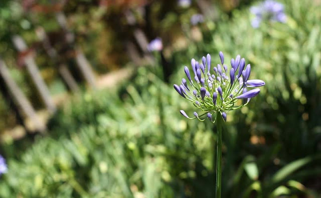 African Lily Flowers Pictures