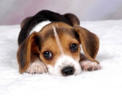 Beagle