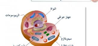 الخلية والجزيئات الضخمة علوم صف سادس فصل ثاني 2024 