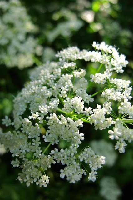 white flowers