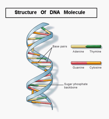 Structure Of Dna. Her experiment showed that DNA