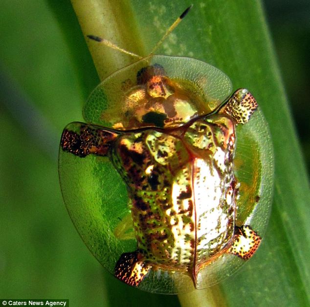twenty2december  Unik Kumbang  emas seiras permainan 