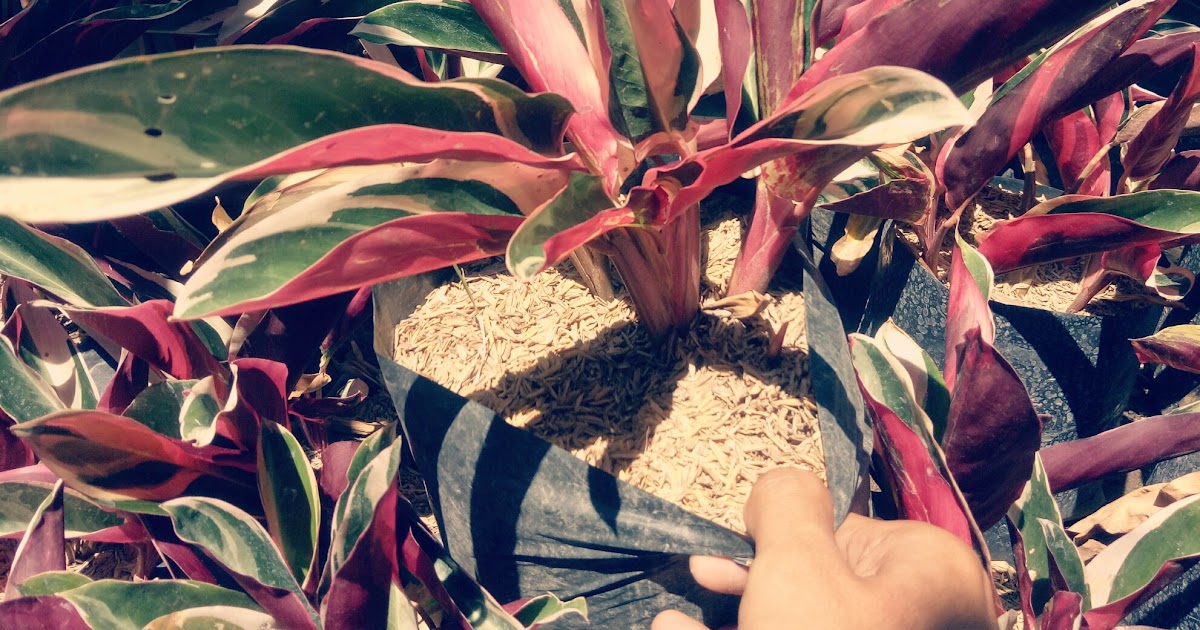 Jual Bibit Bunga Calathea  Merah Putih Harga Murah Jual 