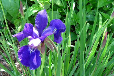 Annieinaustin, siberian iris