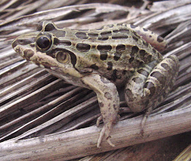 rana criolla Leptodactylus ocellatus