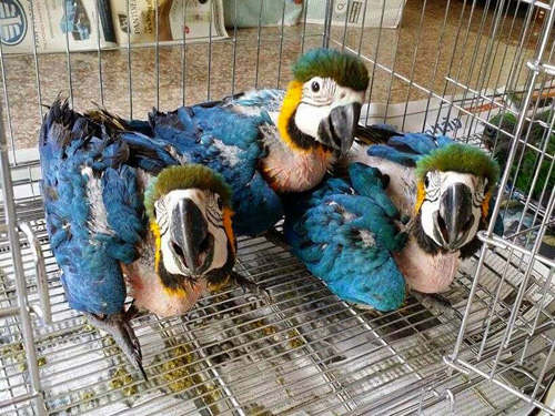 Harga Anakan African Grey Macaw 100% Asli Terupdate 2018