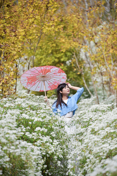 台中新社沐心泉休閒農場黃楓白雪木步道超浪漫，開心歡慶聖誕節