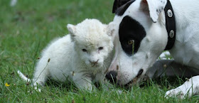 A dog adopts baby white lion, adoptive dad, baby white lion