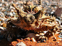 Moloch horridus