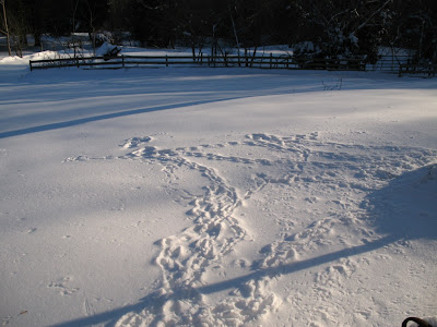 Tracks in the Snow