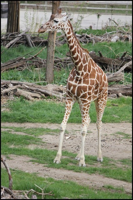 Zoo3-676_thumb_thumb_thumb