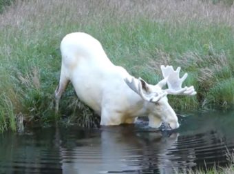 This Amazing Creature He Found In The Woods Looks Like Something Out Of A Fairy Tale