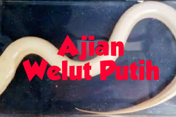 Amalan Ajian Welut Putih