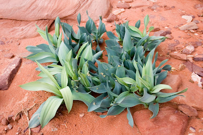 The Beauty of Desert Plants