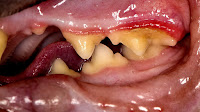 Feline odontoclastic resorptive lesion Cat