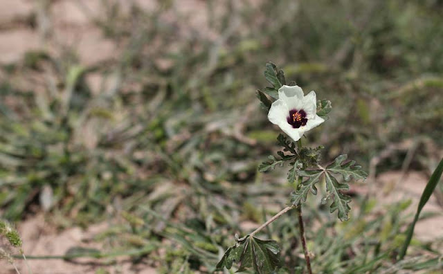 Flower of an Hour