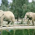 Murio “Maya”, elefante africana hembra del Zoologico de Morelia