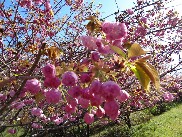 マウンテンストリームきしもとの牡丹桜