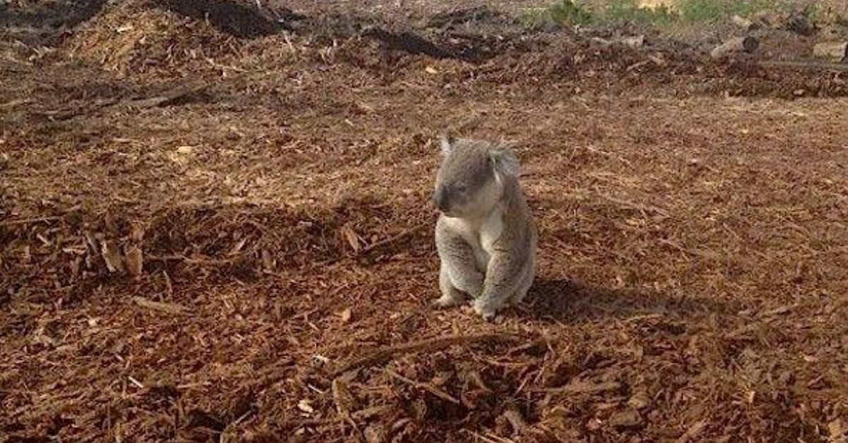 Shocking Pictures Of A Confused Koala After Finding Out Its Home Has Been Cut Down