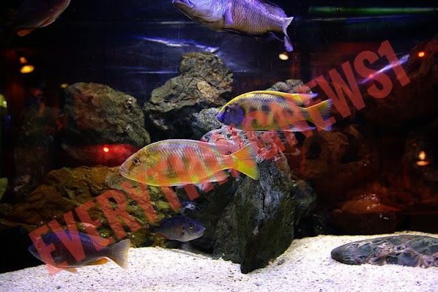 Breeding ornamental fish for beginners, the most important 30 pieces of information and advice