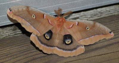 Polyphemus moth