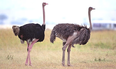 Ostrich's Natures big Birds Image