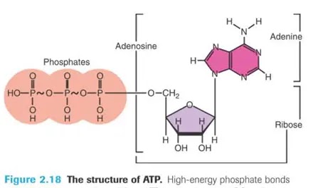 চিত্রঃ ATP (Adenosine triphosphate)।