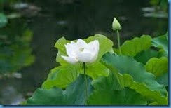 clip_image002