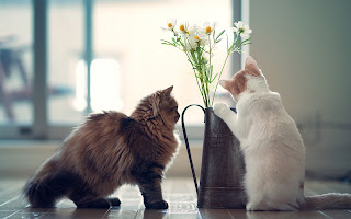 Cats Vase Flowers HD Wallpaper