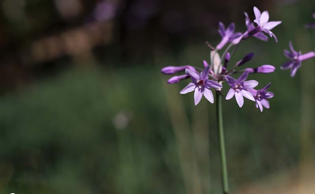 Society Garlic Flowers Pictures