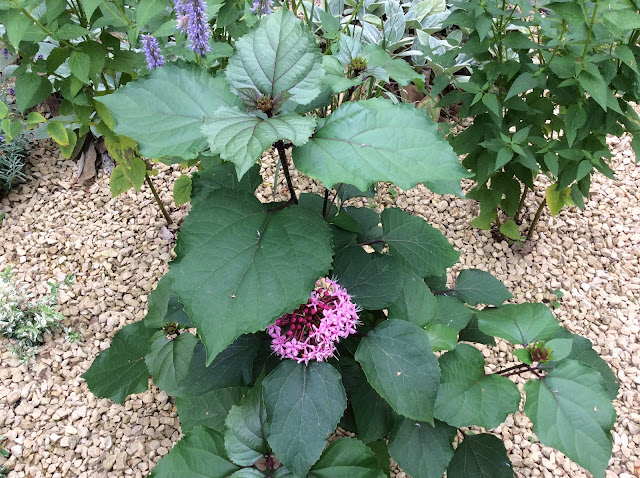 Foto van een net aangeplante Pindkaasstruik (Clerodendron bungei)