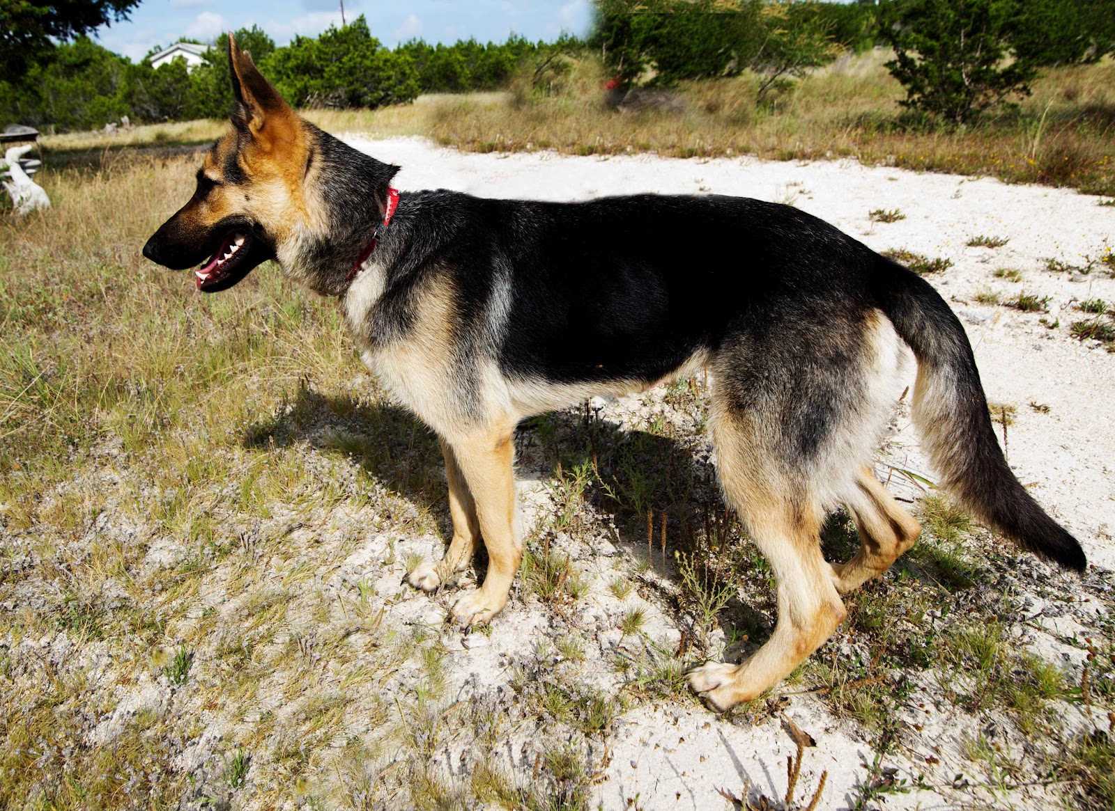 German Shepherd Rescue Central Texas: July 2012