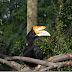 Trip to the Zoo - Rhino Hornbill