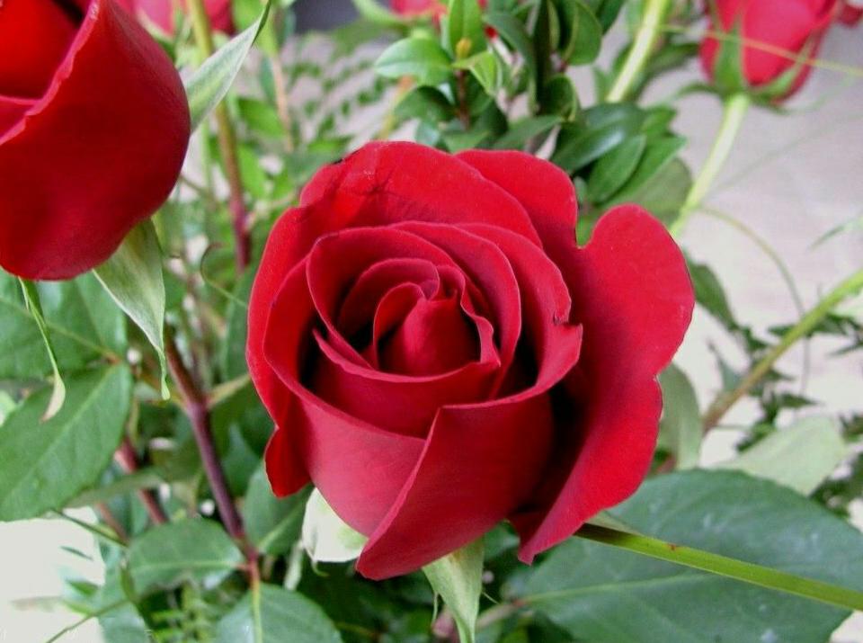 Tips dan trick budidaya bunga  mawar  agar cepet berbunya 