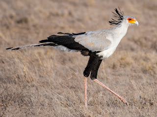 Secretarybird