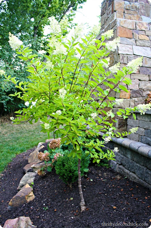 Pee Gee hydrangea blooming