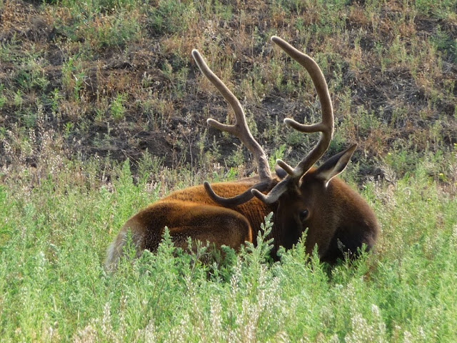 elk