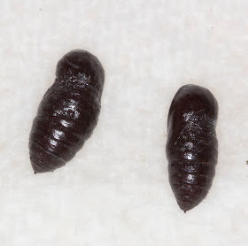 Pupae of the Muslin Moth, Diaphora mendica. Orpington Field Club AGM, BEECHE, 10 March 2012.