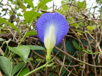 蝶豆的花