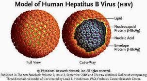 Ulasan Tentang Hepatitis A B C D E F G